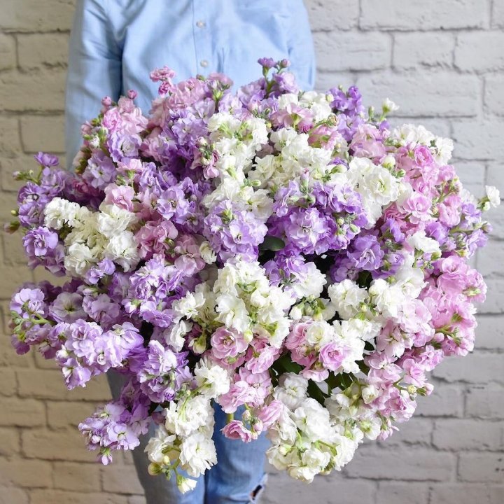 Облако маттиол в Саранске