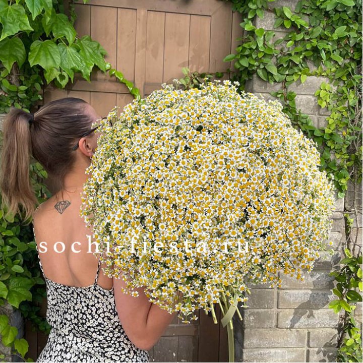 101 ромашка в Саранске