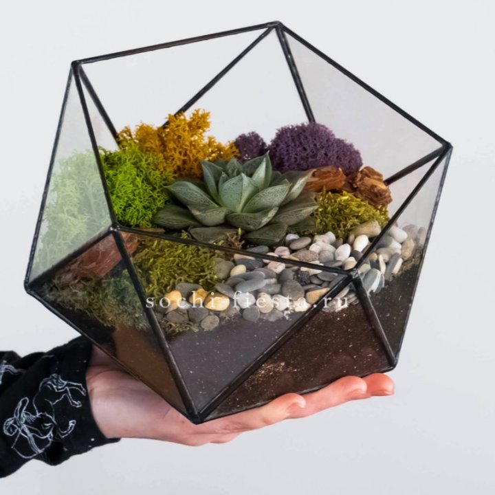 Флорариум “Икосаэдр” с суккулентом Каменная Роза в Саранске