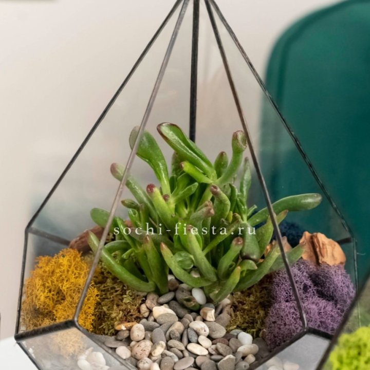 Флорариум “Капля” с суккулентом Крассула Хоббит в Саранске