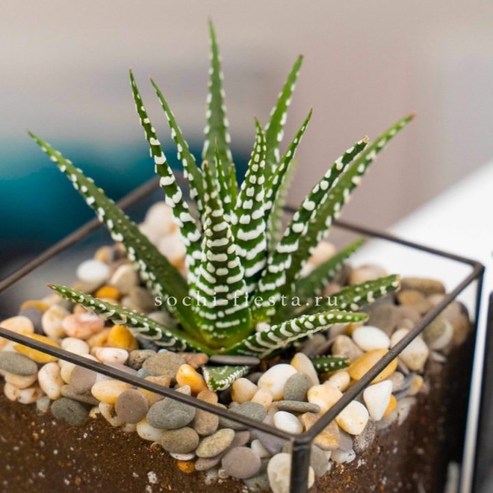 Флорариум Кубик с суккулентом Хавортия в Саранске