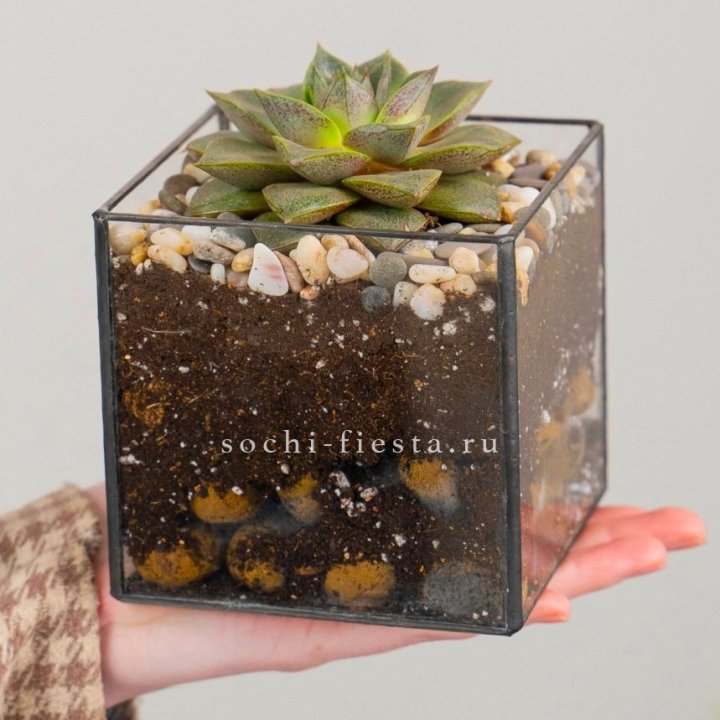 Флорариум Кубик с суккулентом Каменная роза в Саранске