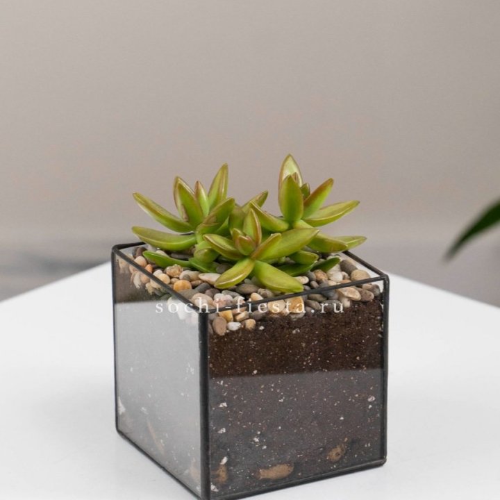 Флорариум Кубик с суккулентом Седум в Саранске