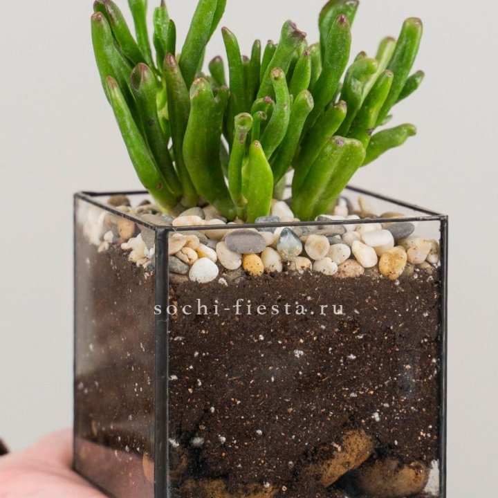 Флорариум Кубик с суккулентом Хоббит в Саранске