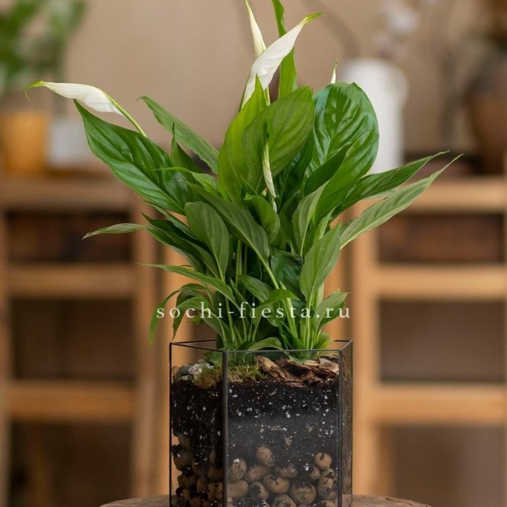 Спатифиллум в кашпо Пятиугольник в Саранске