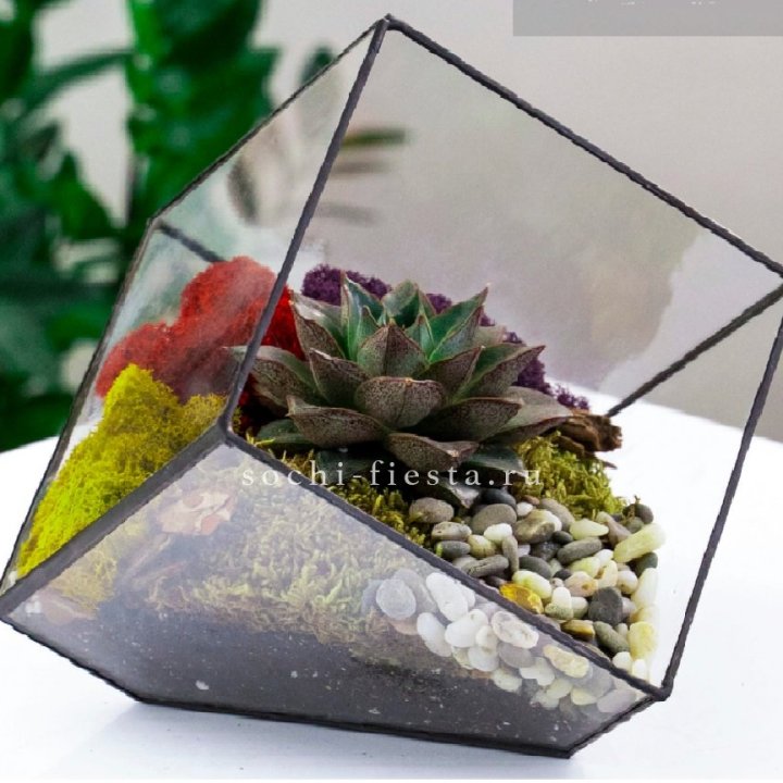 Флорариум Куб усеченный с суккулентом Каменная роза в Саранске