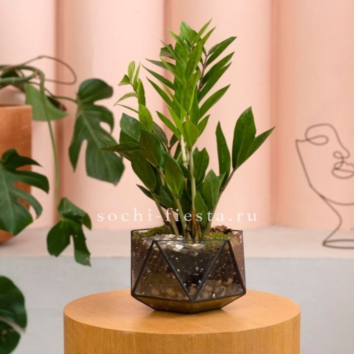 Замиокулькас в кашпо Икосаедр в Саранске