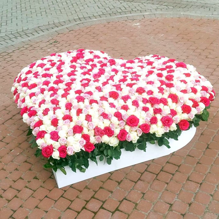 555 роза  в Саранске