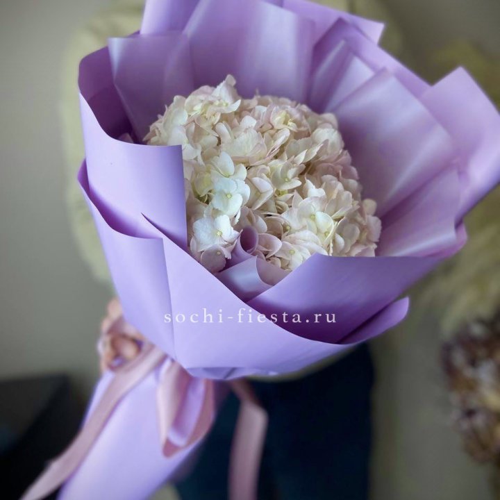 Гортензия розовая в Саранске