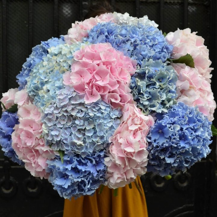 Букет гортензий "Фонтан" в Саранске