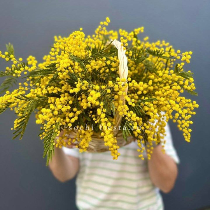 Весенняя корзина мимозы в Саранске