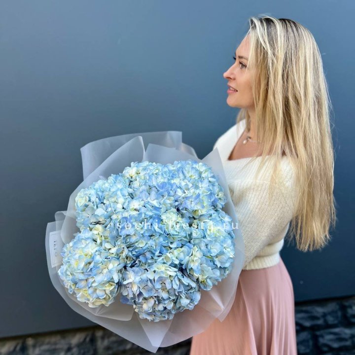 7 голубых гортензий в Саранске