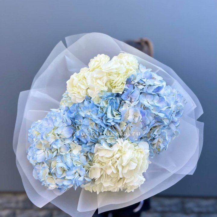 5 бело-голубых гортензий в Саранске