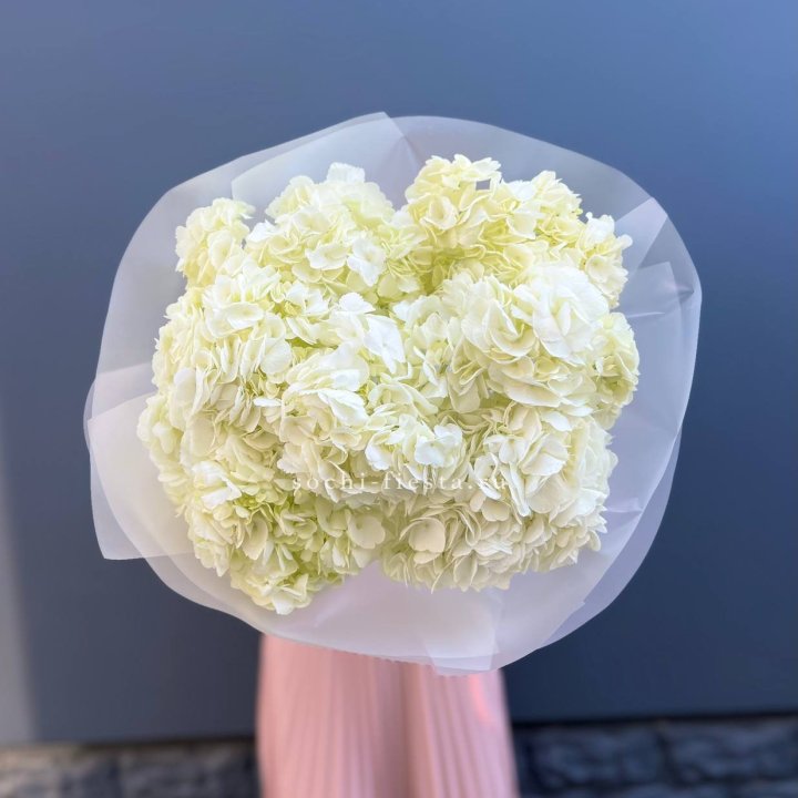 7 белых гортензий в Саранске