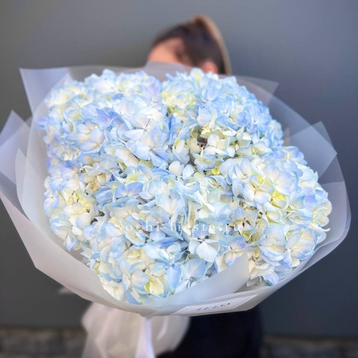 5 голубых гортензий в Саранске