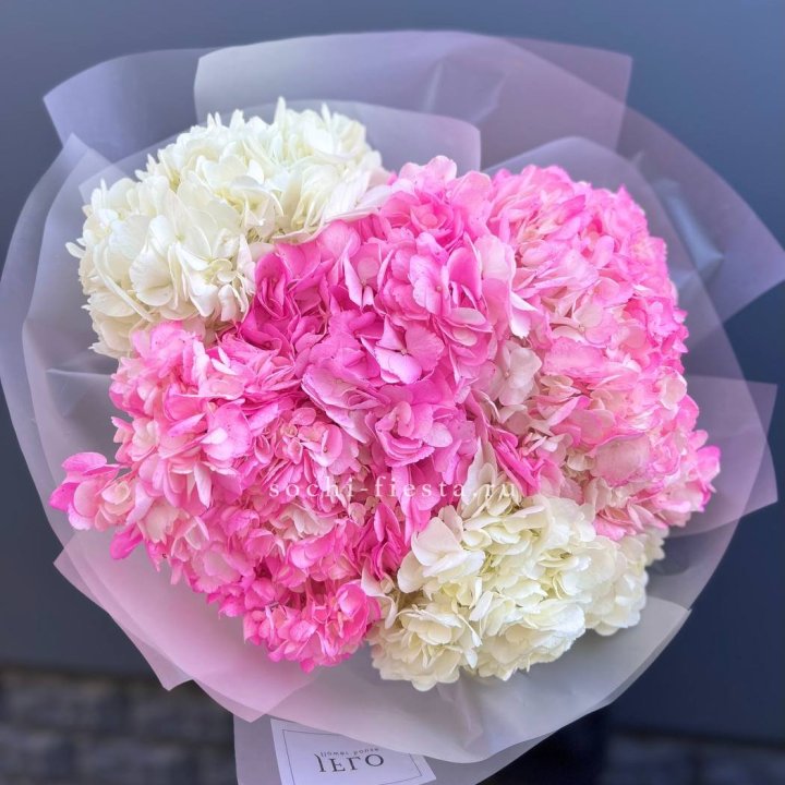 5 бело-розовых гортензий в Саранске