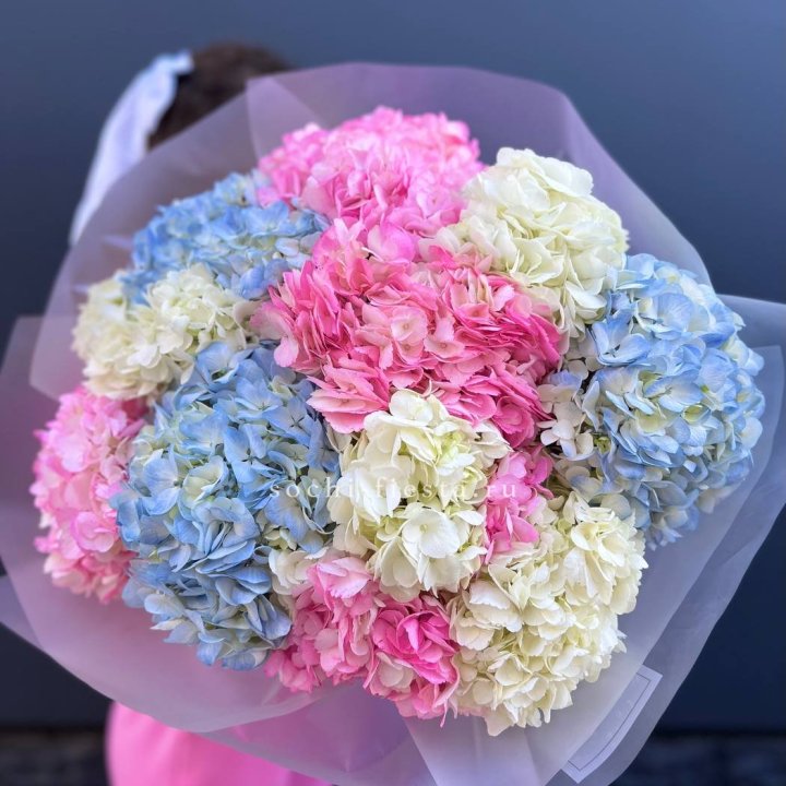 11 гортензий микс в Саранске