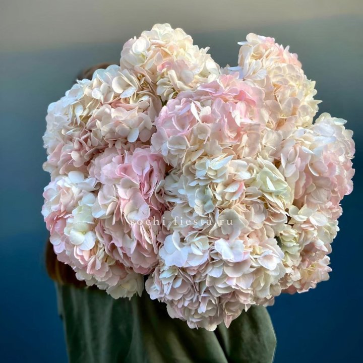 Охапка розовой гортензии в Саранске