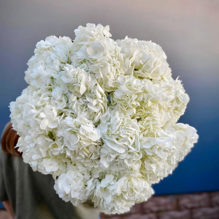 Охапка белой гортензии в Саранске