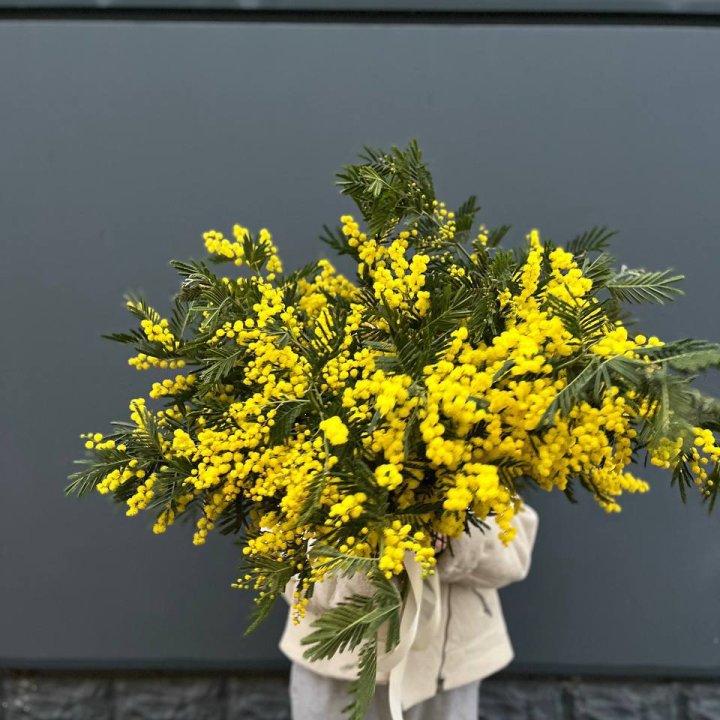 Охопка мимозы в Саранске