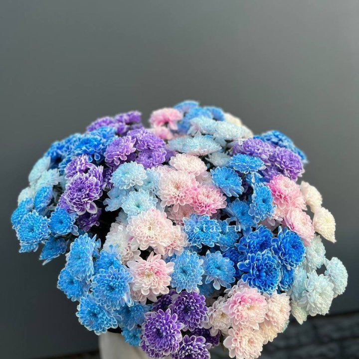 25 цветных хризантем в Саранске