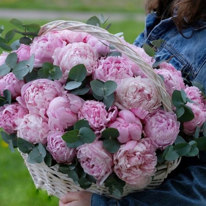 51 пион в корзине в Саранске