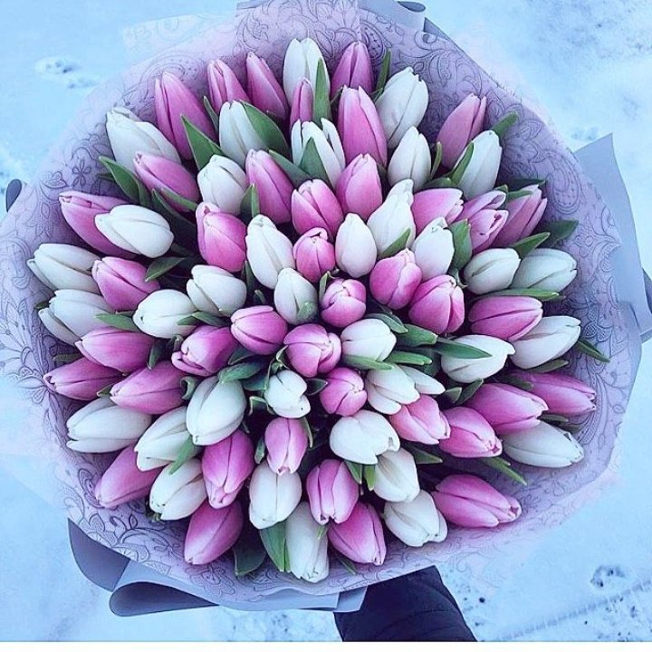 101 тюльпан "Лолипоп" в Саранске