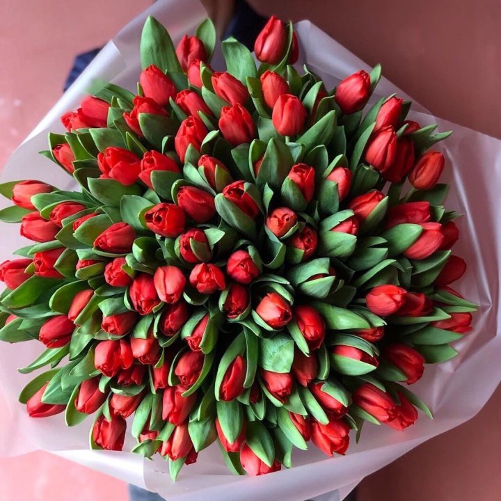 101 красный тюльпан в Саранске